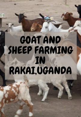 Nurturing Livestock: Goat and Sheep Rearing in Rakai, Uganda.